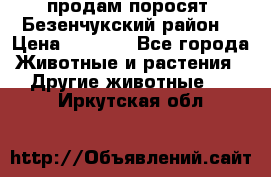 продам поросят .Безенчукский район  › Цена ­ 2 500 - Все города Животные и растения » Другие животные   . Иркутская обл.